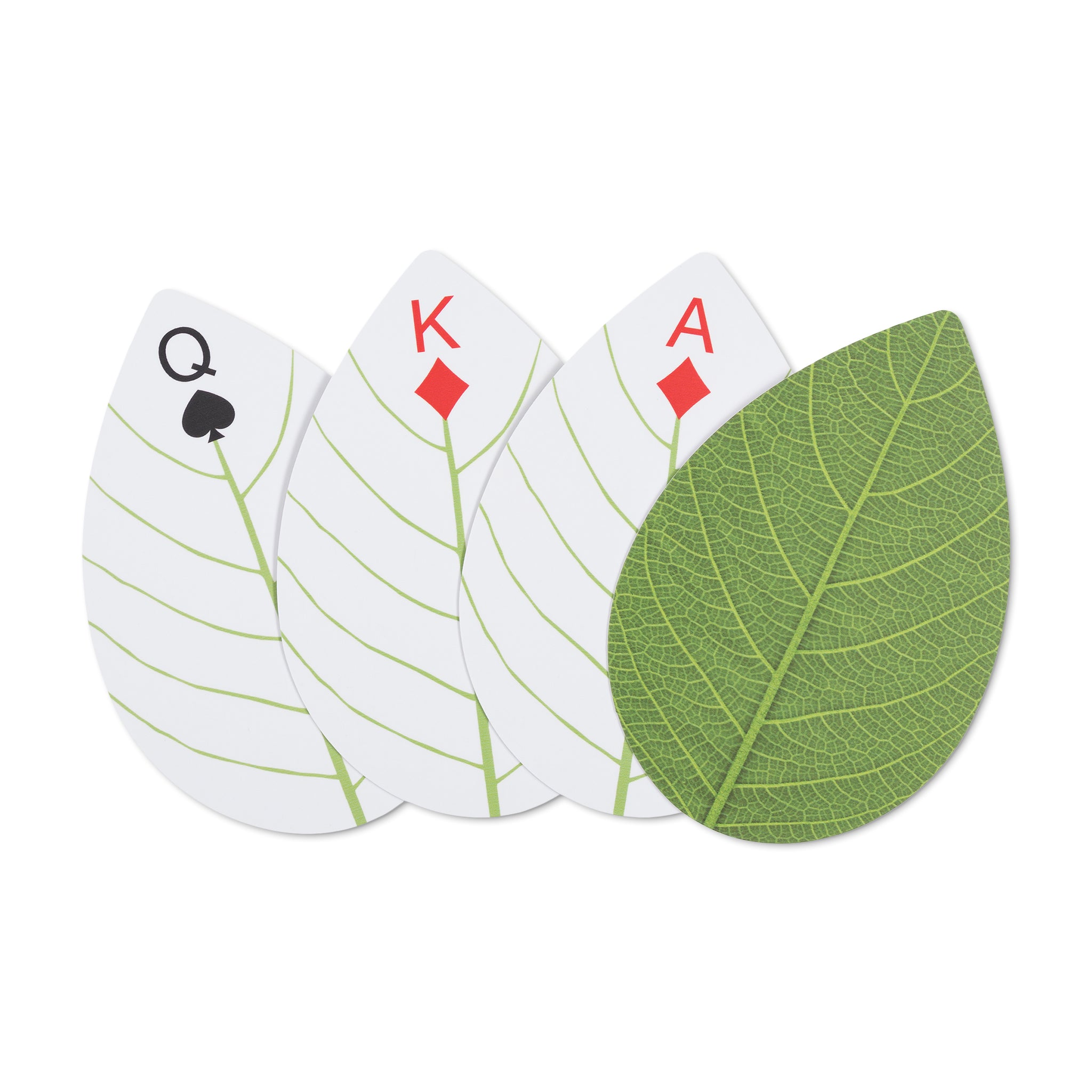 Leaf Study Activity Cards